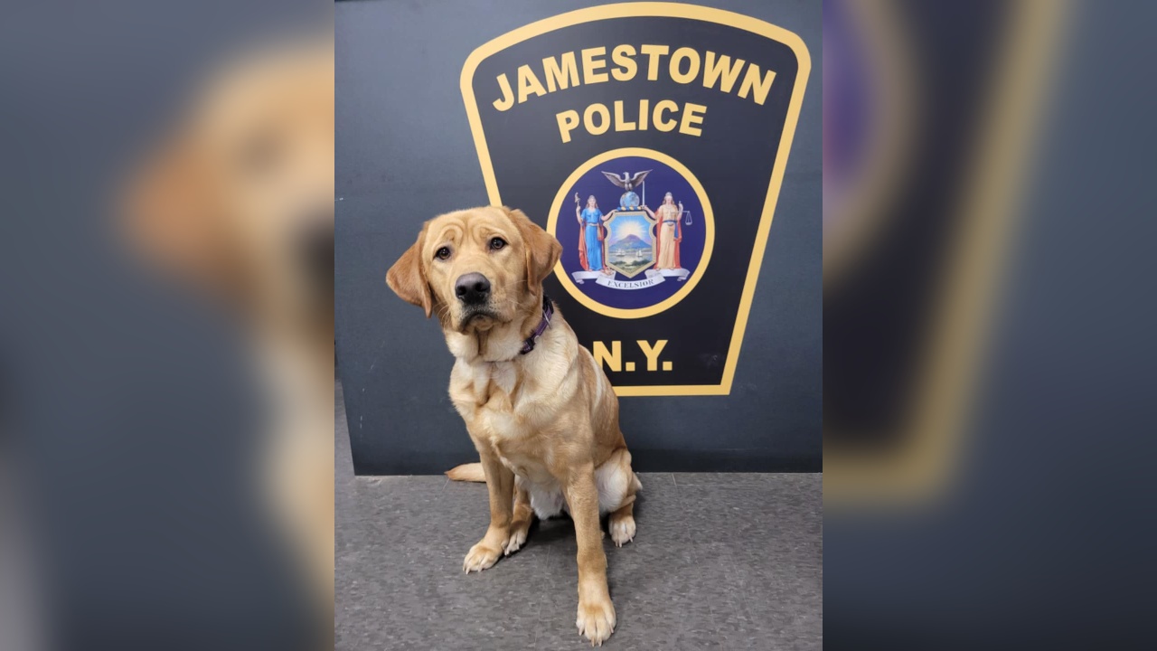 JPD’s Cutest K-9 Earns Therapy Dog Certification