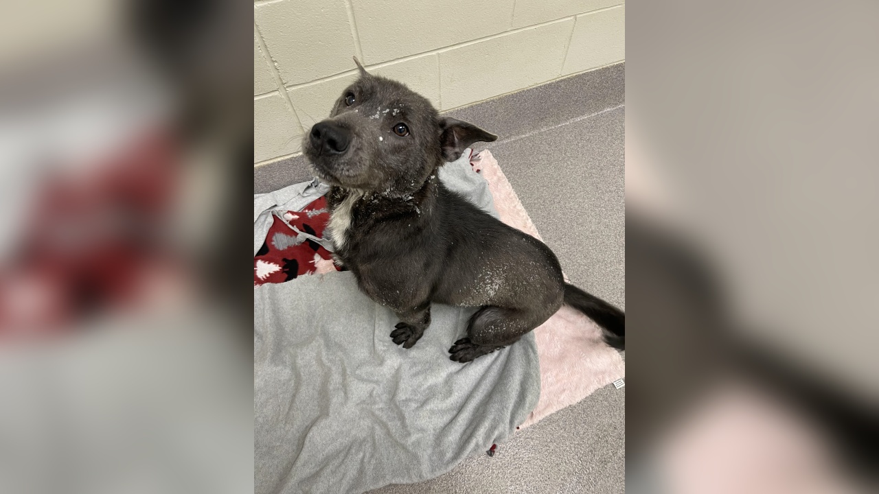 Pennies For Paws Campaign Kicks Off