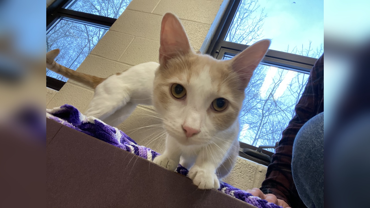 Meet Spice! Our Pet of the Week 