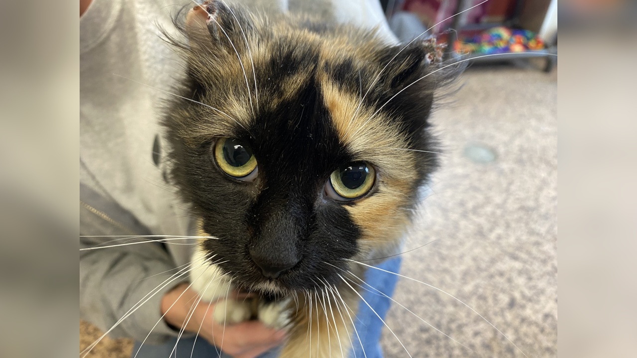 Meet Lacie! Our Pet of the Week