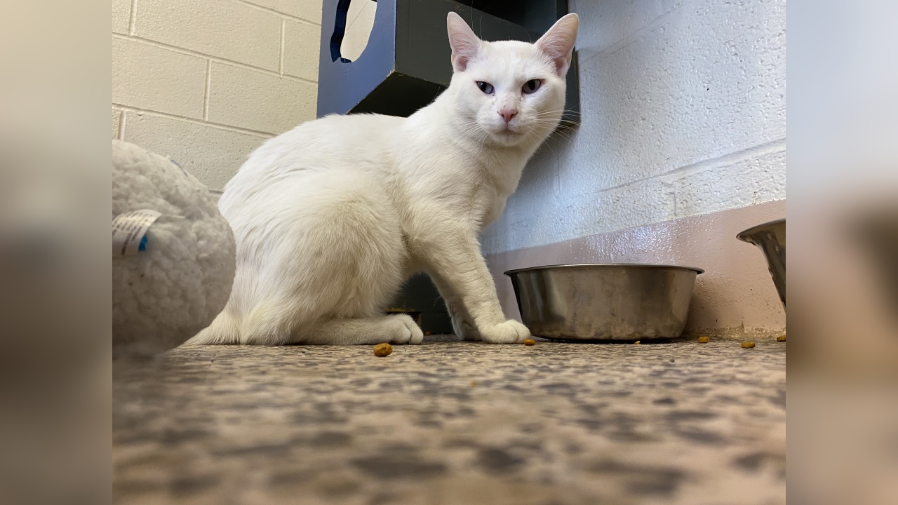 Meet Mister! Our Pet Of The Week