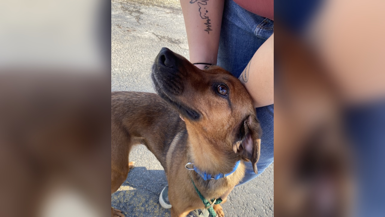 Meet Wanda! Our Pet of the Week