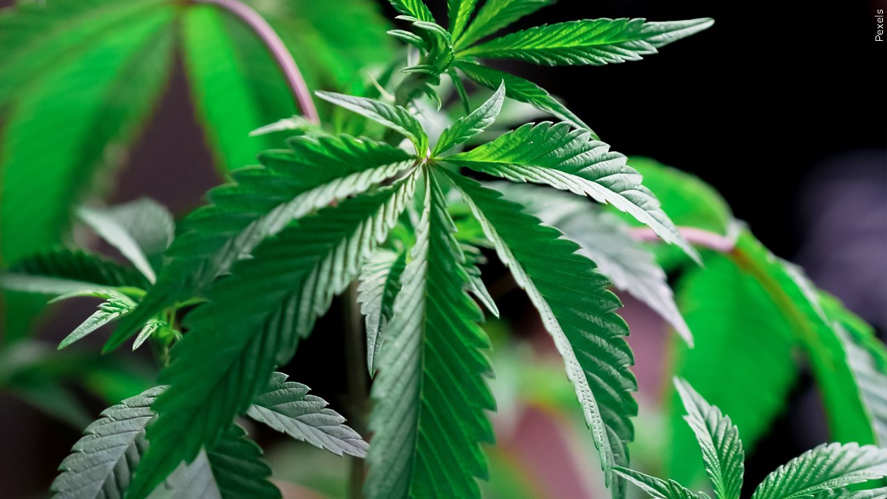 900 apply for NY’s first licenses to sell recreational pot
