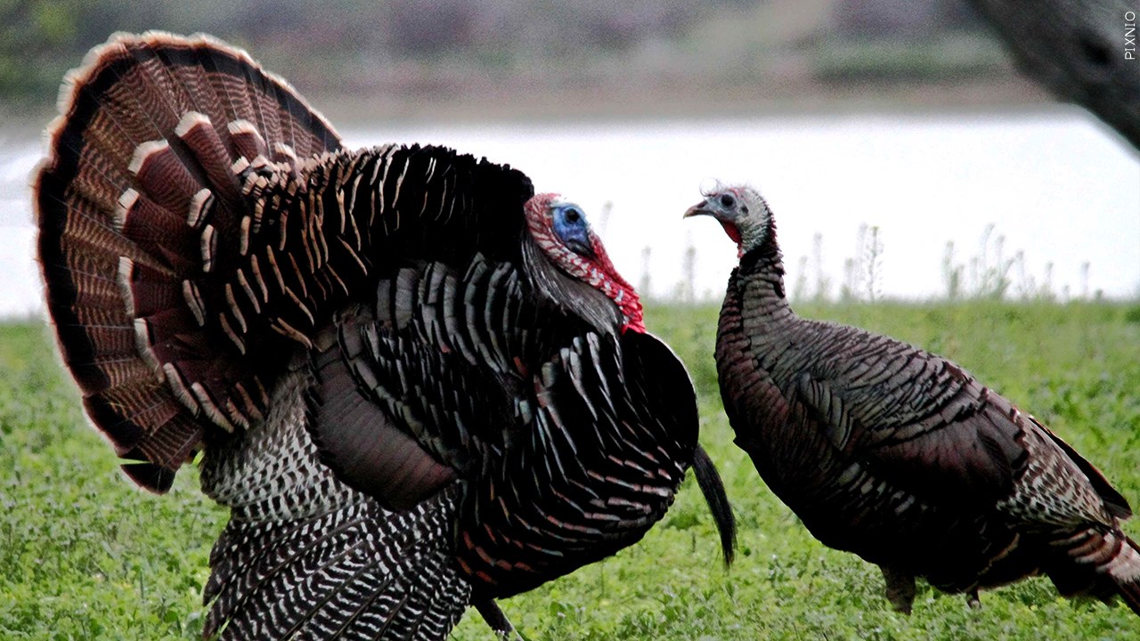 Local Nature Center Ready For Turkeys And Fish Season