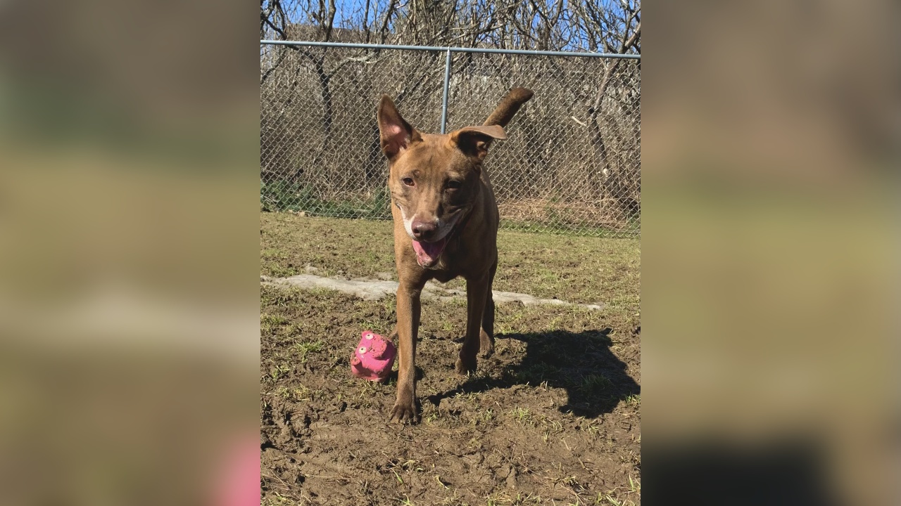 Meet Cosmo! Our Pet Of The Week