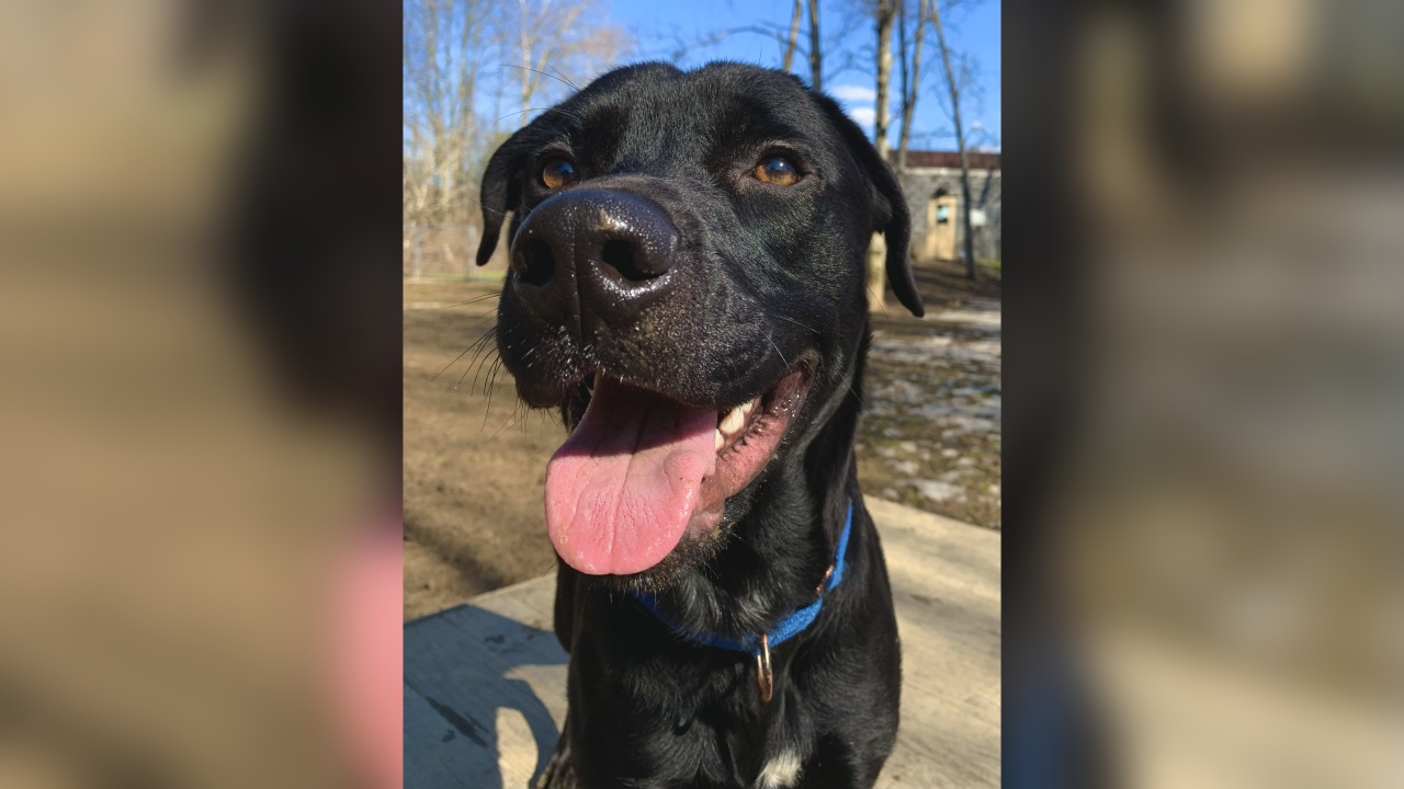 Meet Ace! Our Pet of the Week