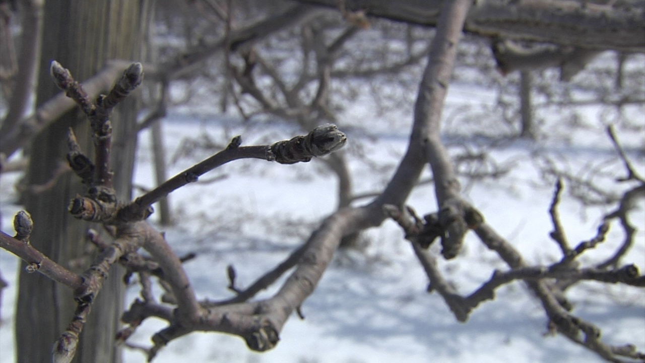Area Fruit Tree Farmers Worried About The Buds After Snowy Cold Snap