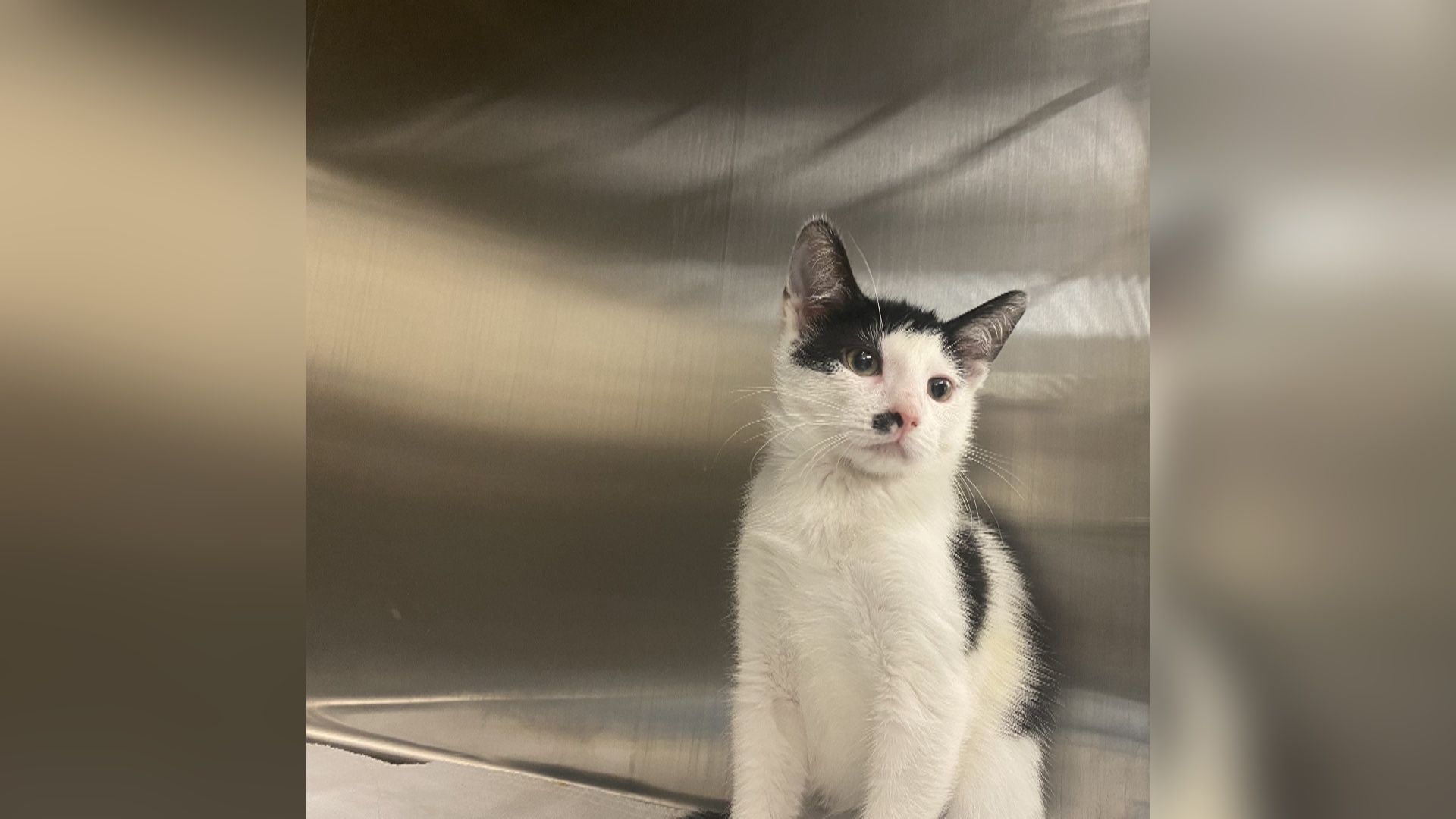 Two Baby Kittens! Our Pets of the Week