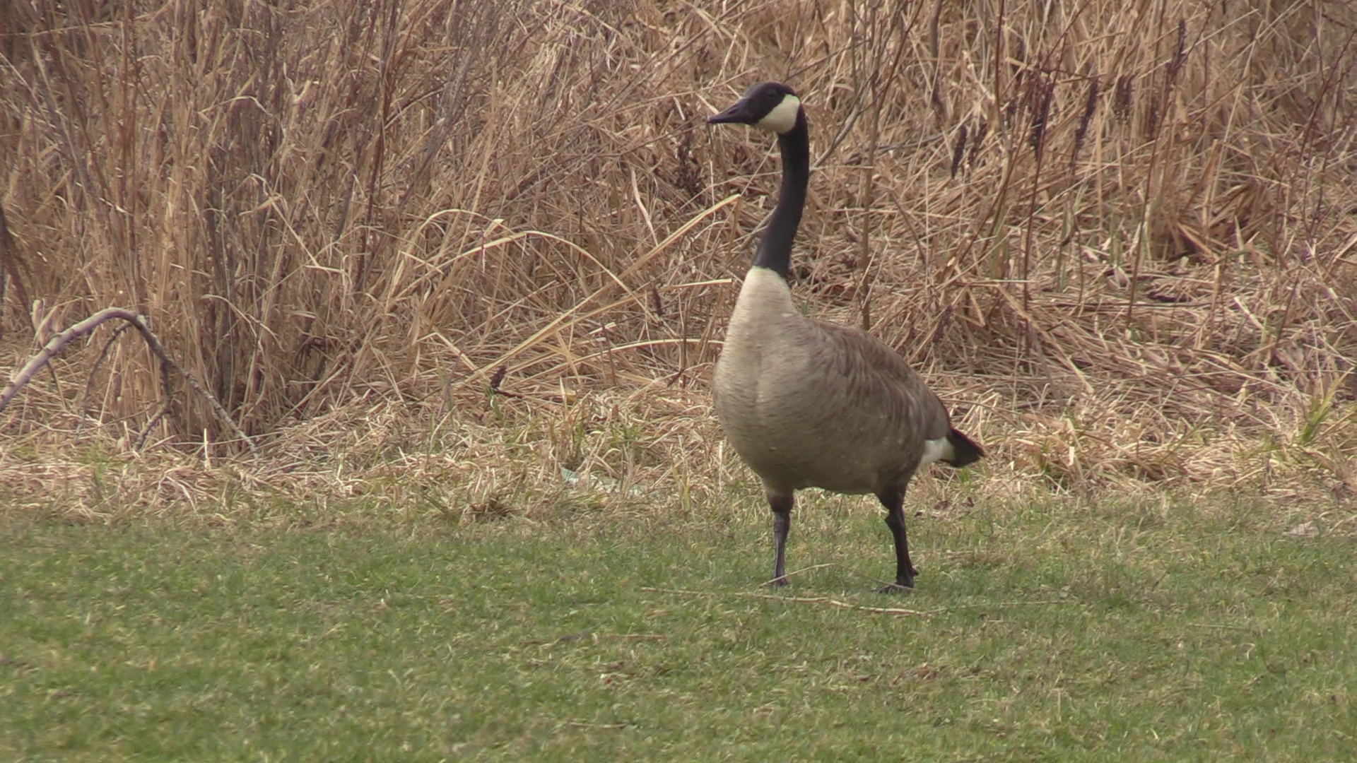 Slowing Bird Flu Spread, Local Wildlife Experts Take Down Feeders WNY
