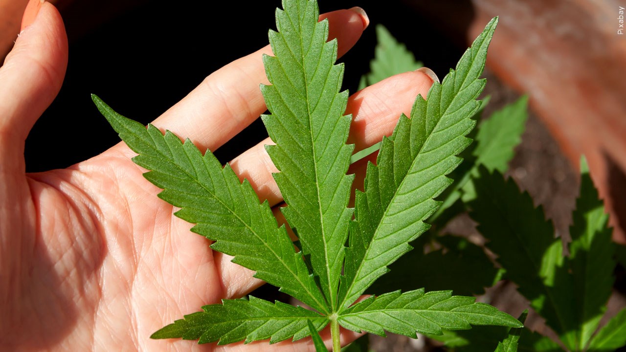 Advocates Rally for Marijuana Reform, Legalization in Pa.