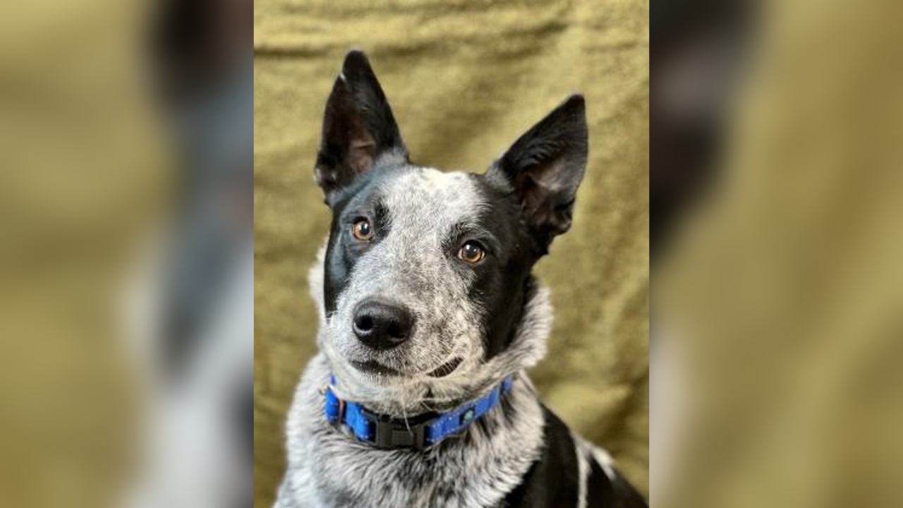 Meet Guthrie! Our Pet of the Week