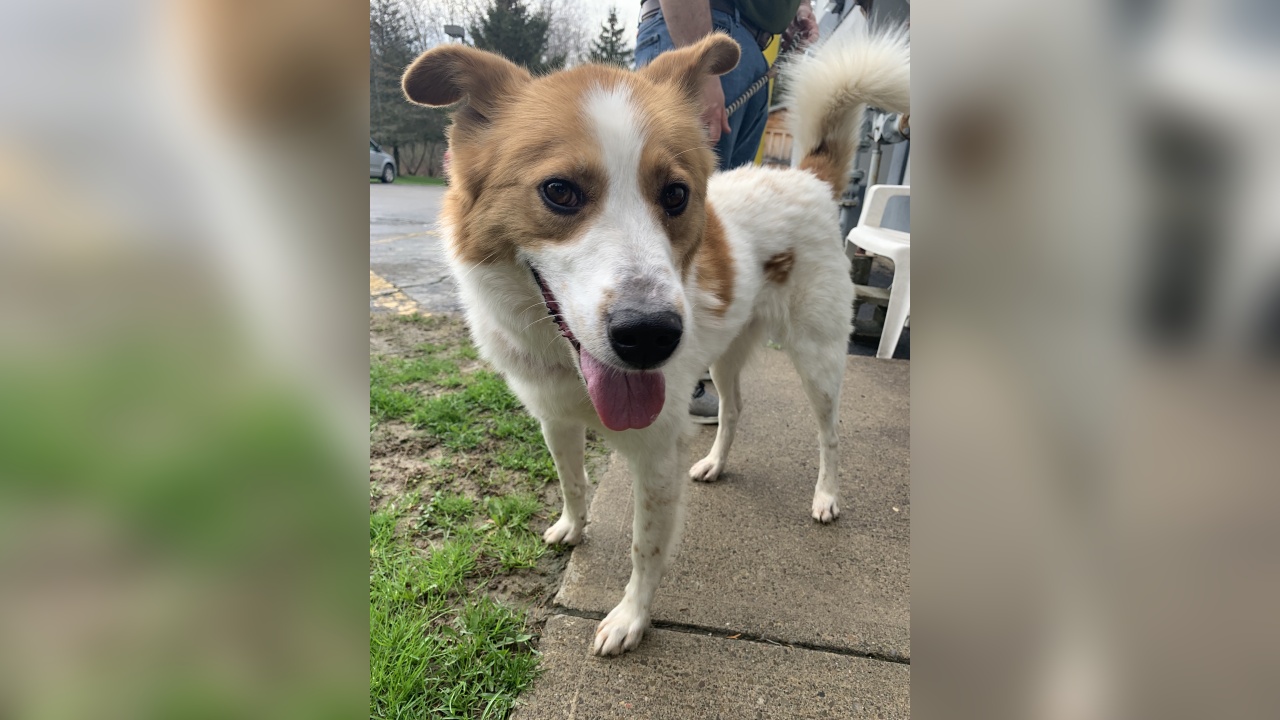 Meet Banjo! Our Pet of the Week