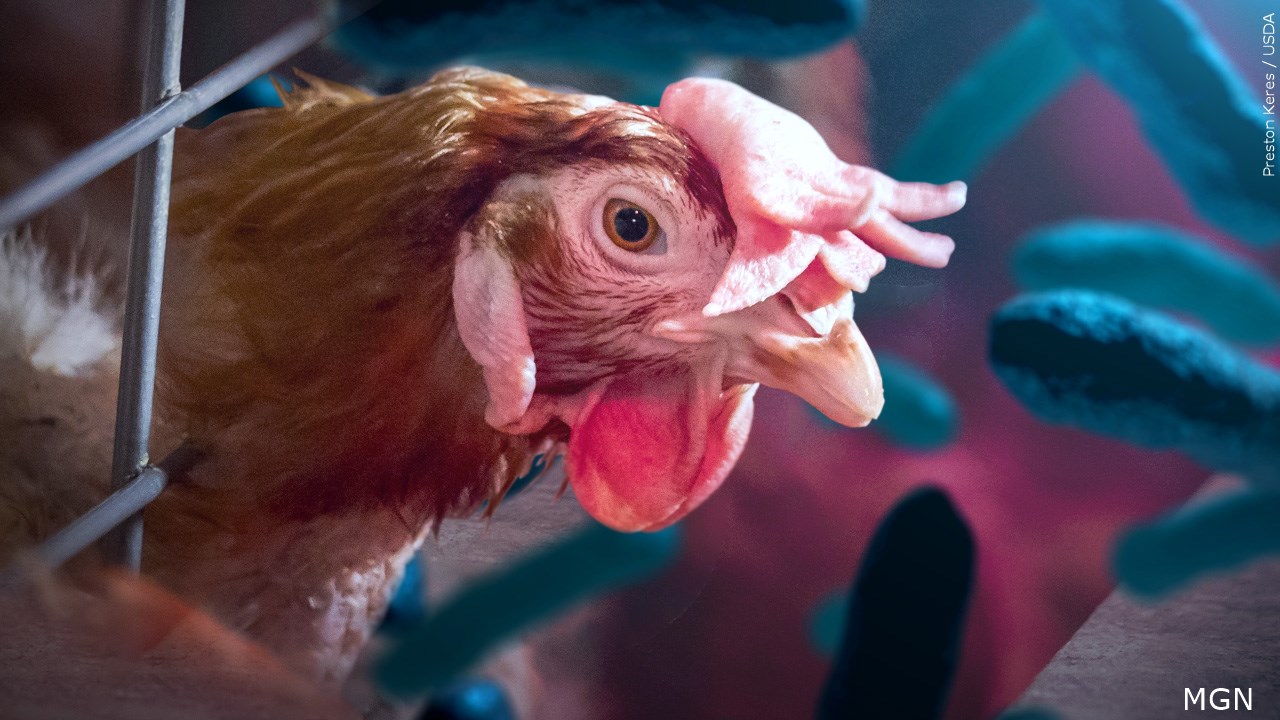 New York State Strengthens Efforts to Prevent Bird Flu Spread