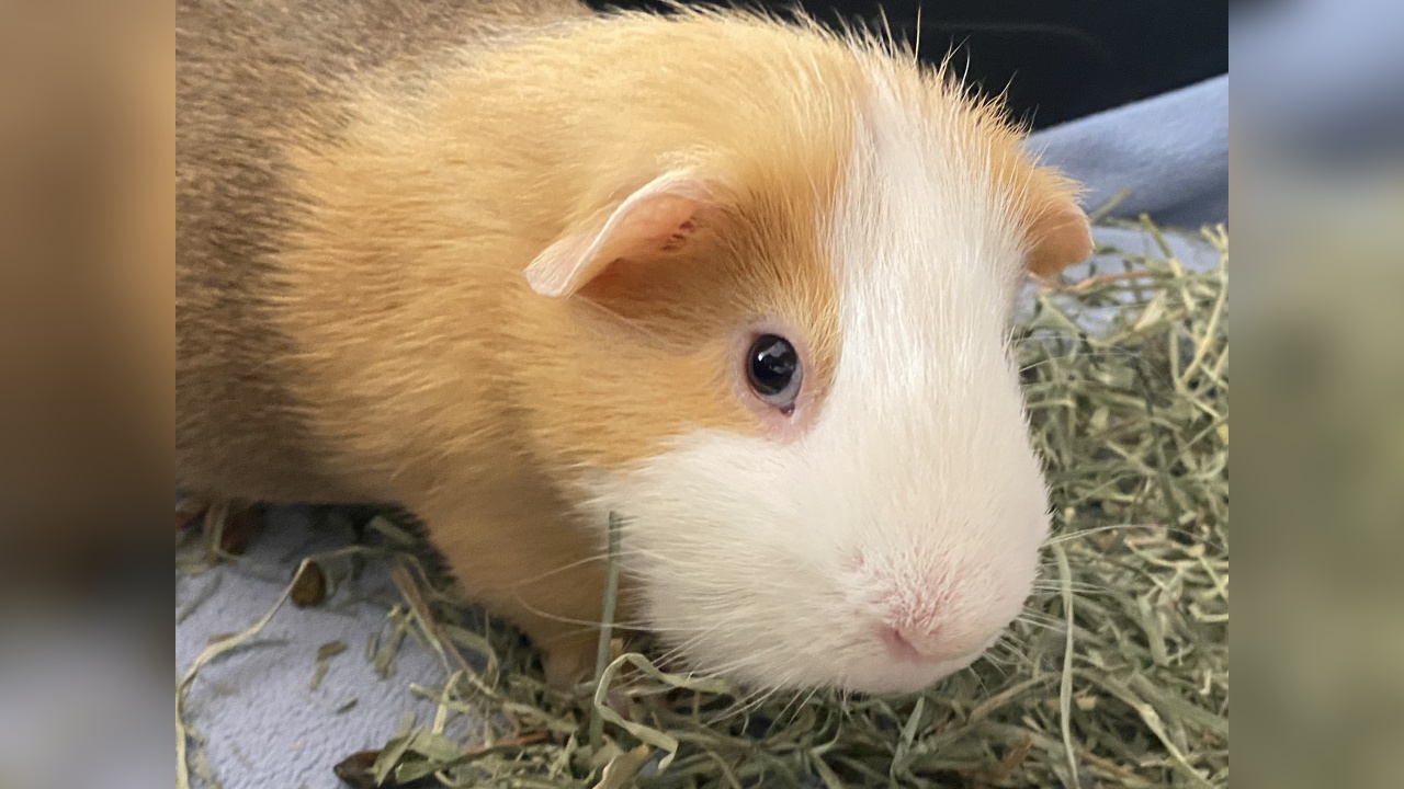 Meet Freddy! Our Pet of the Week