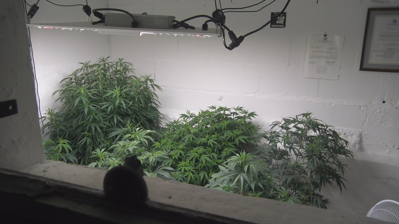 Jamestown Area CBD Business Granted License To Grow Marijuana 