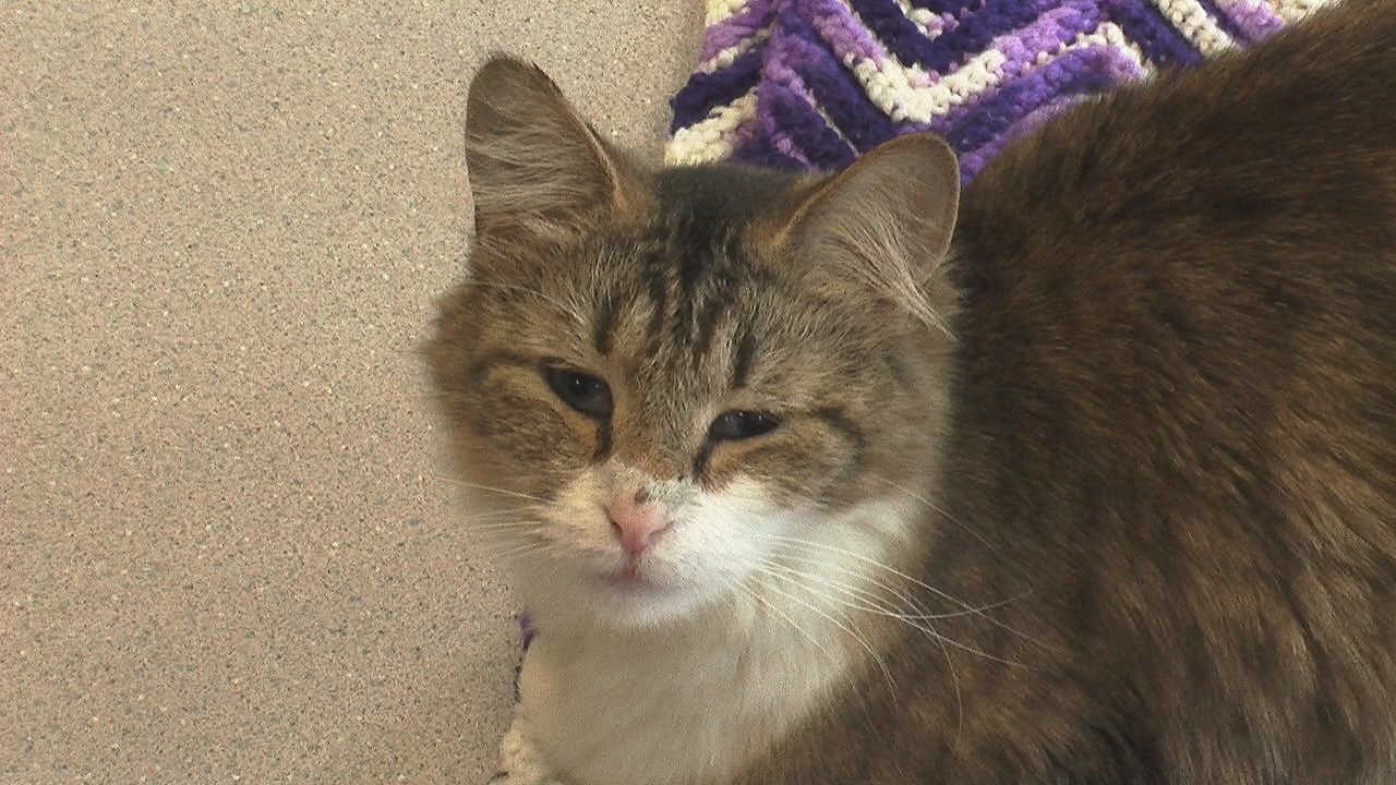 Humane Society Outlines Details Of New Community Cat Program