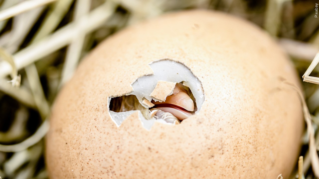 Audubon Nature Center Hosts “Who’s In That Egg?” For Little Explorers 