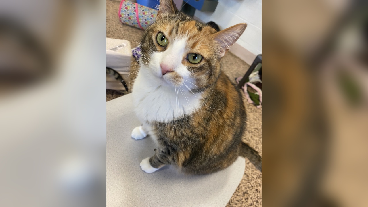 Meet Cali! Our Pet of the Week