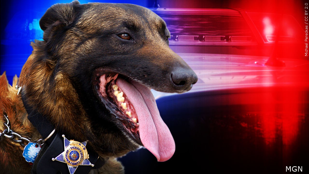 Cattaraugus County Sheriff’s Office Expands K9 Program with New Narcotics Patrol Dog