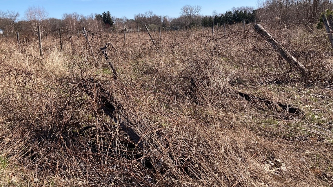 Lake Erie Regional Grape Grant Program Wrapping Up Soon