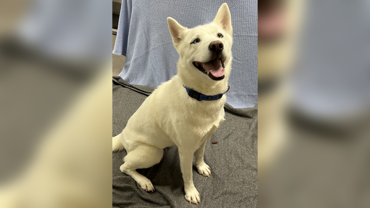 Meet Cheyenne! Our Pet of the Week