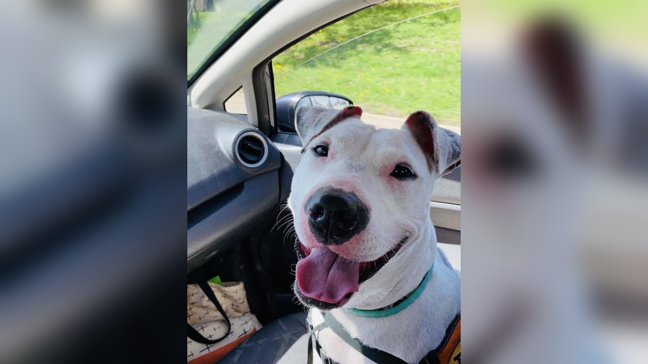 Special Pet Adoption Event Happening This Weekend In Jamestown