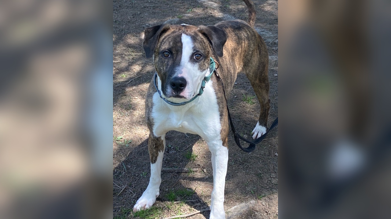 Goober & Roscoe! Our Pets of the Week