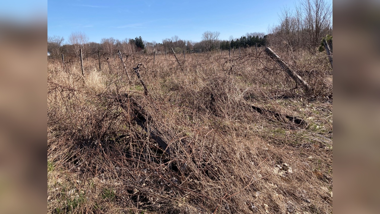Vineyard Improvement Program Wrapping Up