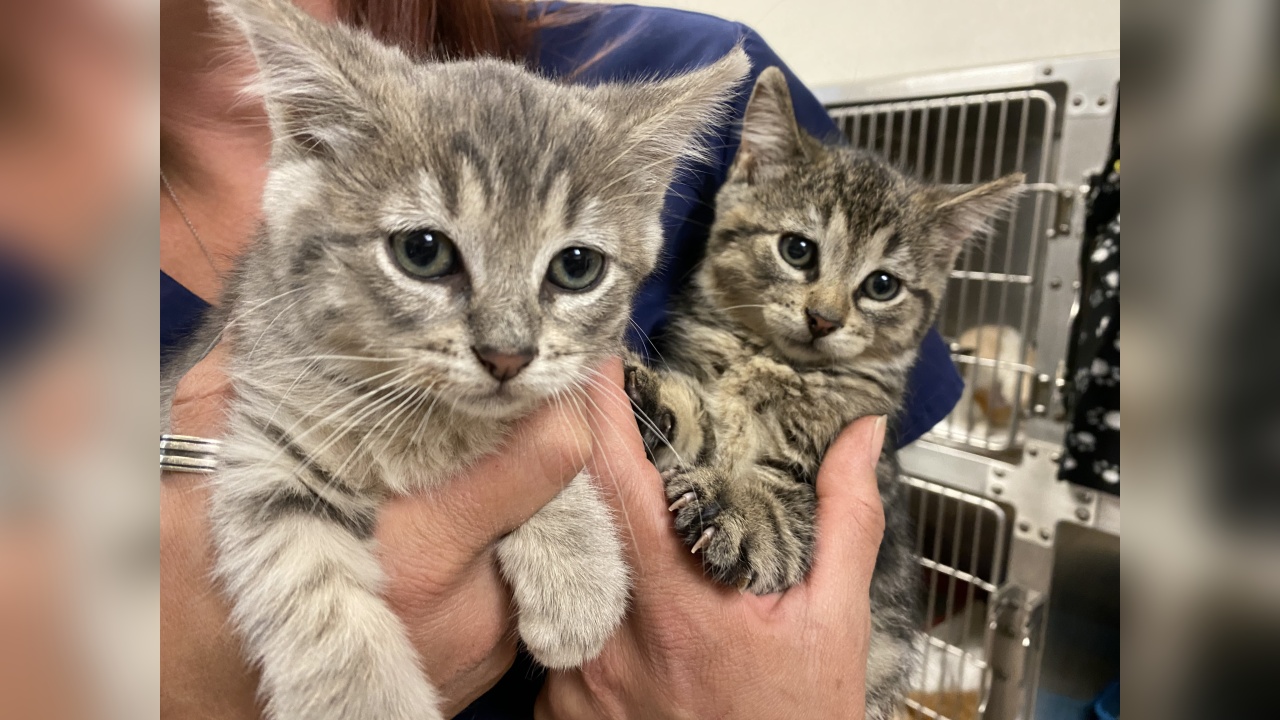 Lulu & Chester! Our Pets of the Week