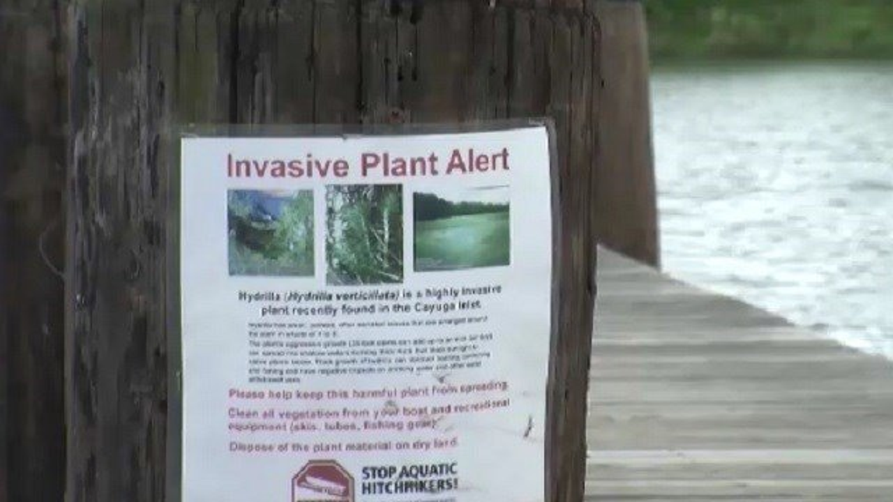 New York DEC Encouraging People To Protect State Water From Invasive Species 