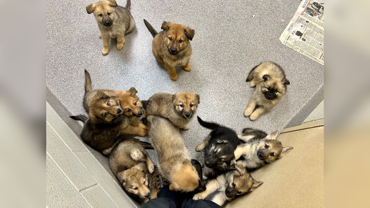 Checkout This Pack of Cuteness, Featured As Our Pets of the Week 