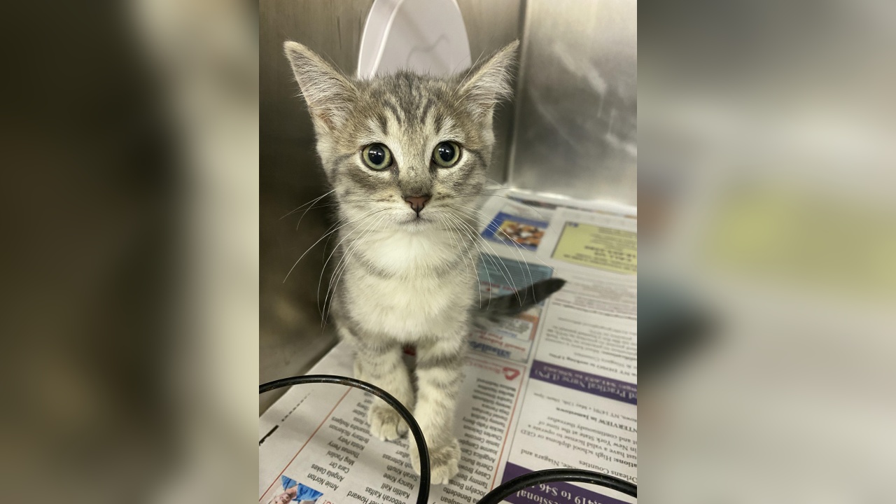 Meet Lulu Our Pet Of The Week