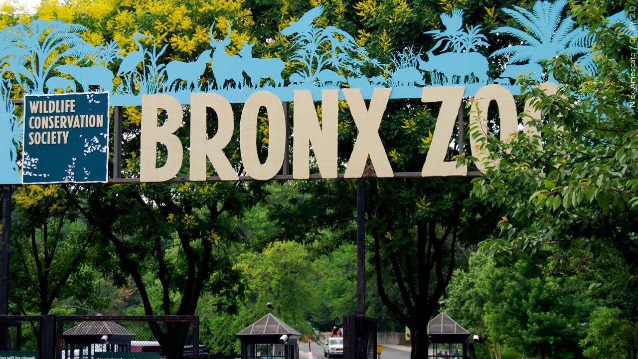 Court Rejects Effort To Free Bronx Zoo Elephant, Ruling She Is Not Entitled To Same Rights As A ‘Person’