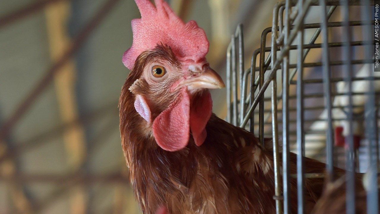 Bird Flu Outbreak Waning But Threat Of Virus Lingers