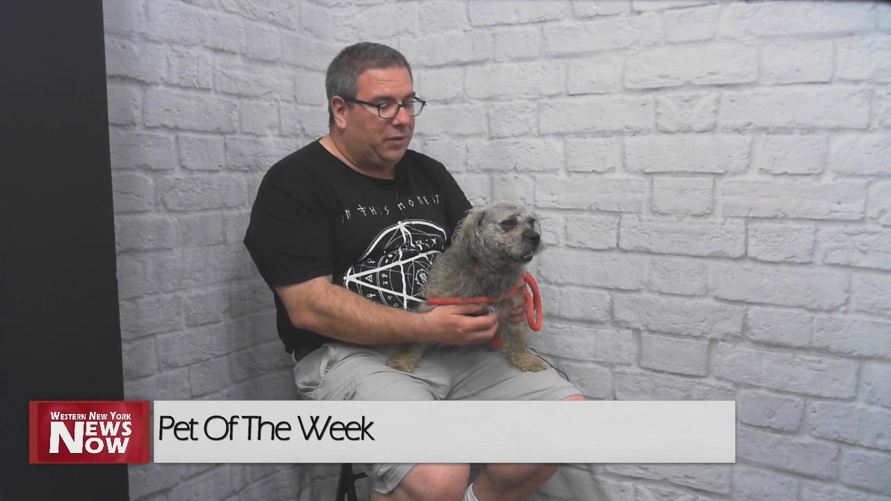 Meet Marshal! Our Pet Of The Week