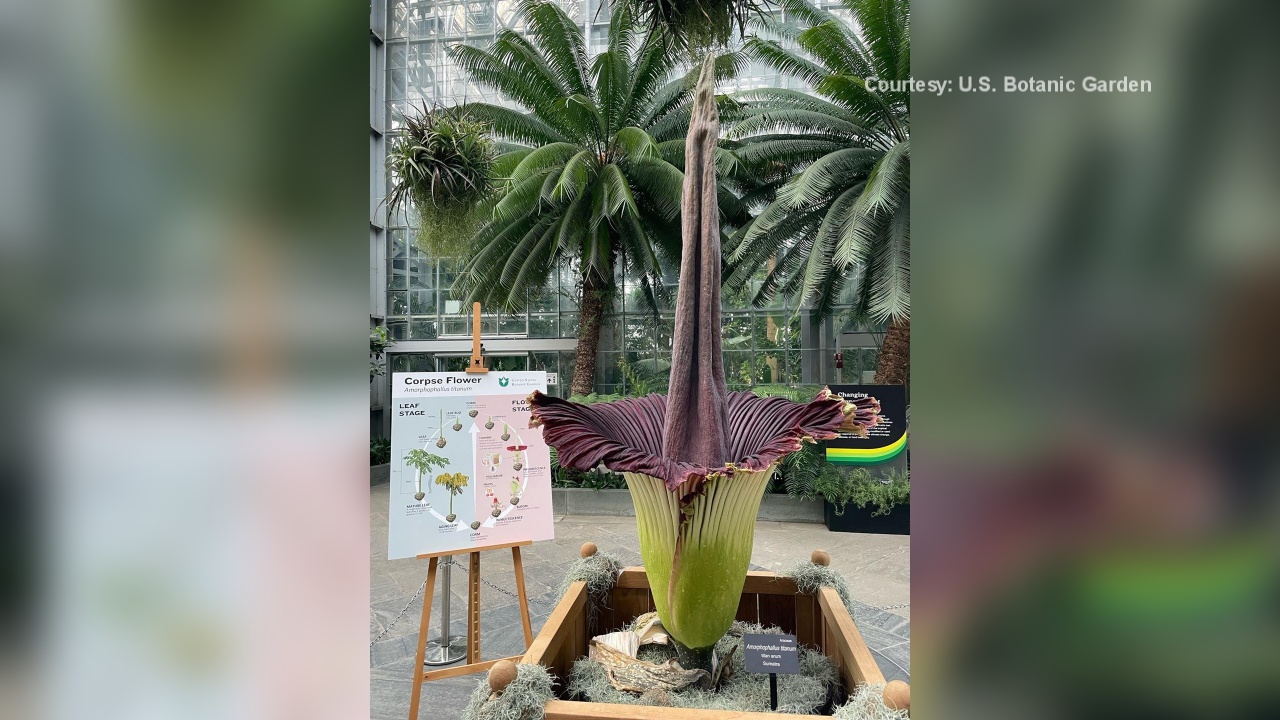 Smelly “Corpse Flower” Draws In Visitors To U.S. Botanic Garden 