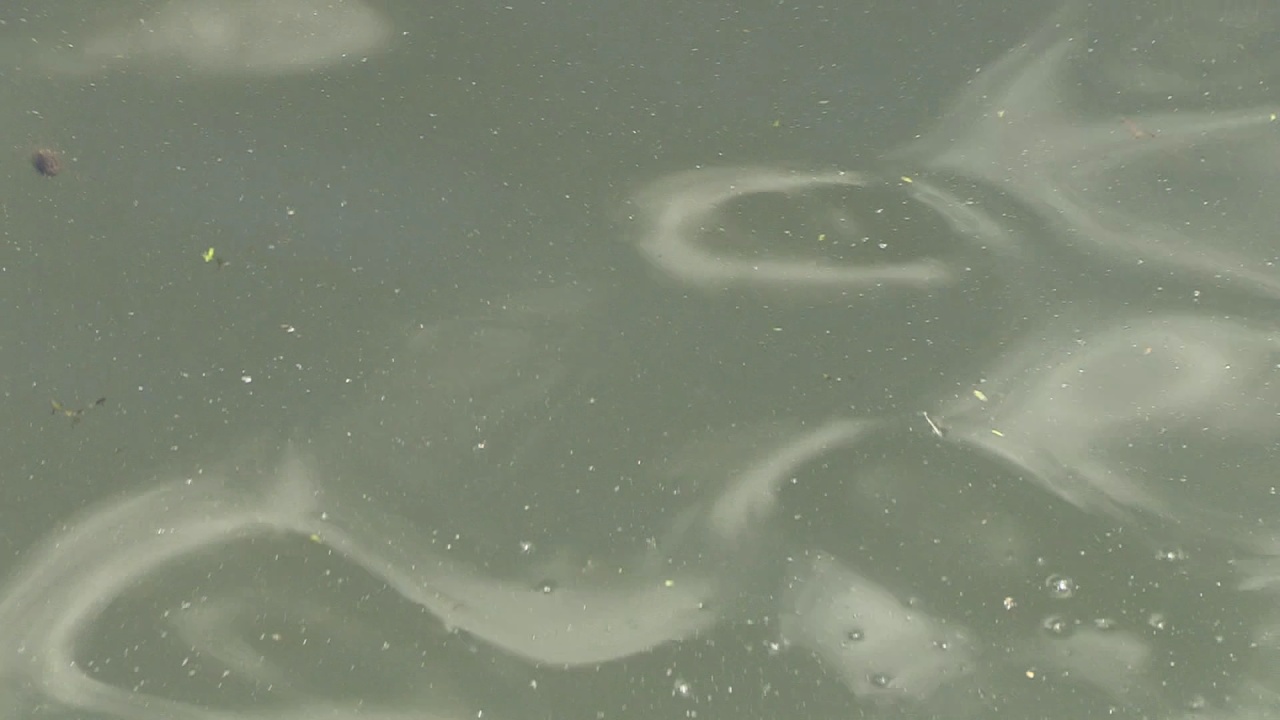 Million Dollar Study Proposed To Examine Chautauqua Lake