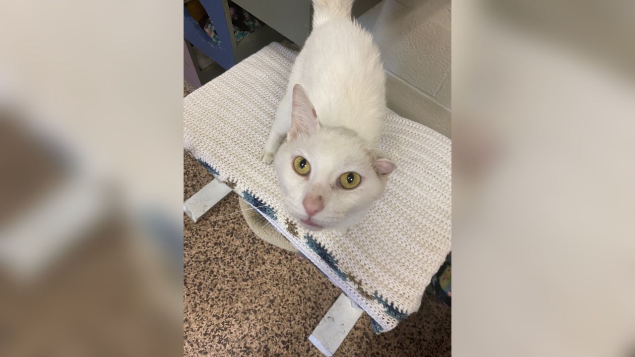 Meet Snowball! Our Pet of the Week