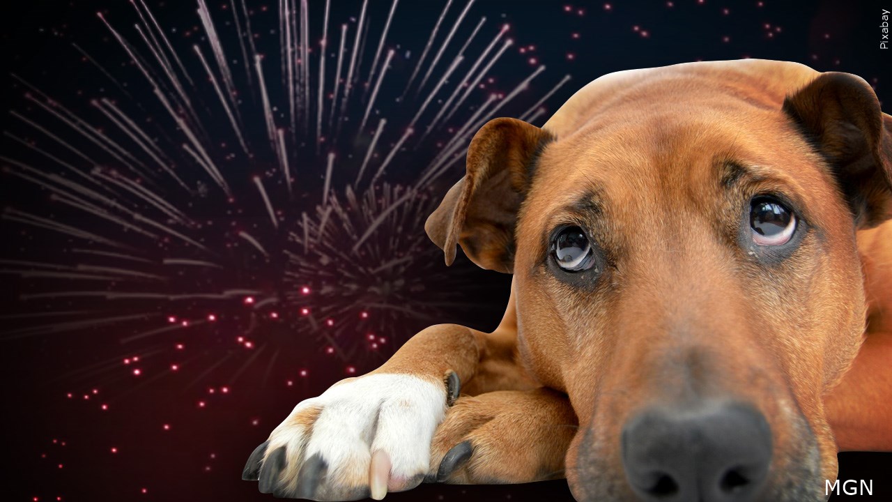 Tips To Keep Pets Safe This Holiday Weekend
