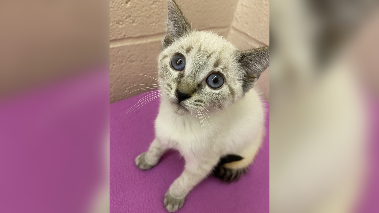 Meet Pearl! Our Pet of the Week