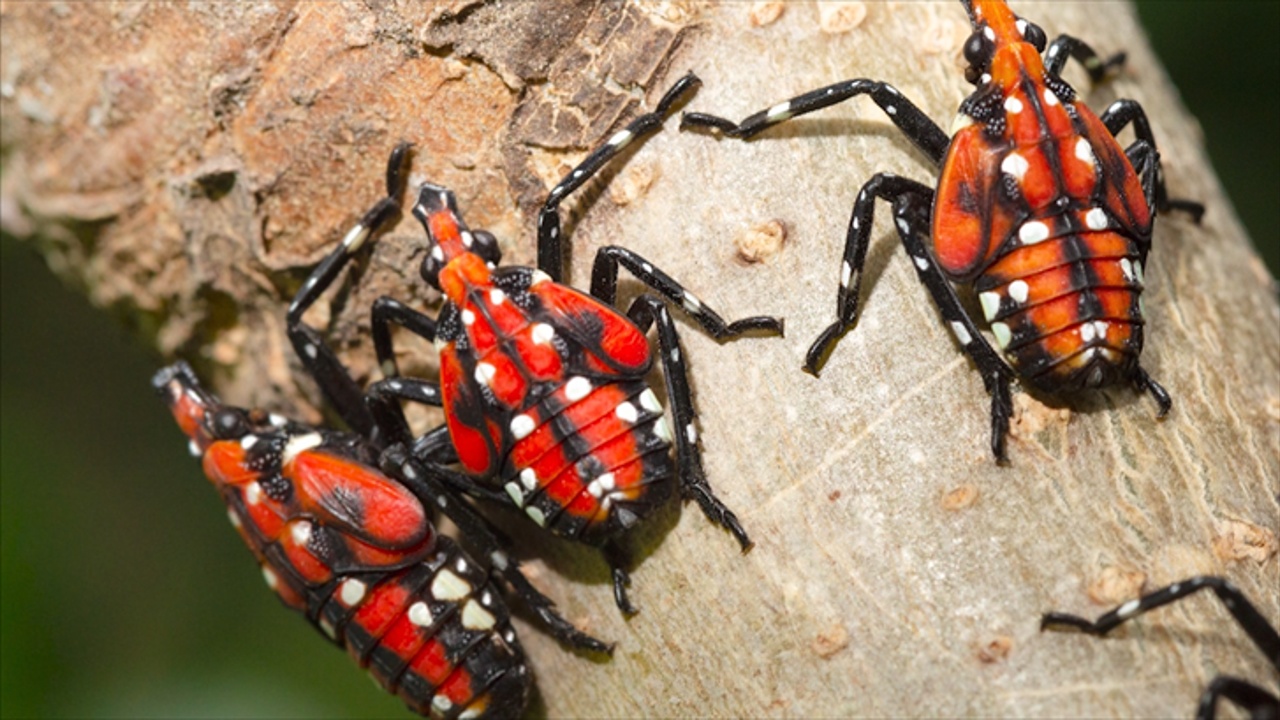 Officials Warn Travelers to Check Vehicles for This Pesty Hitchhiker