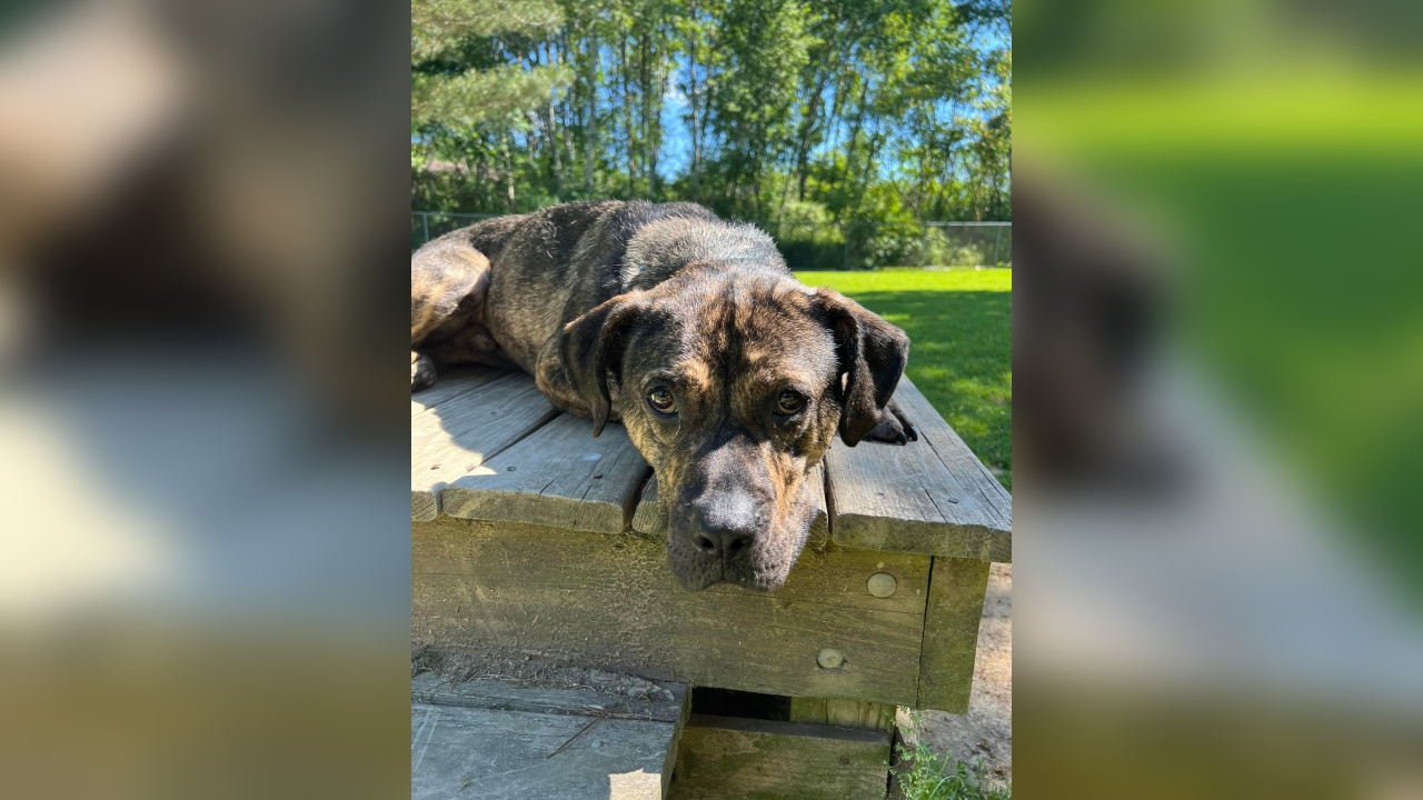 Meet Clem! Our Pet of the Week