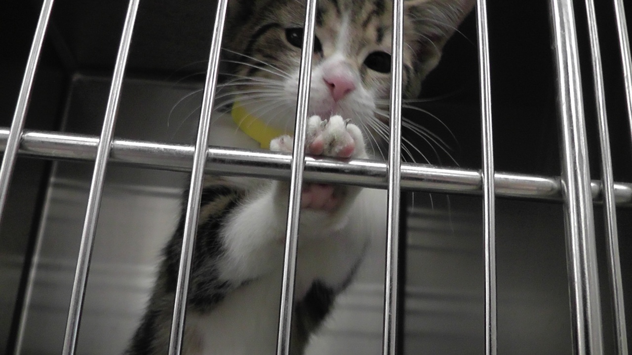 Local Groups Teaming Up To Promote Pet Adoption