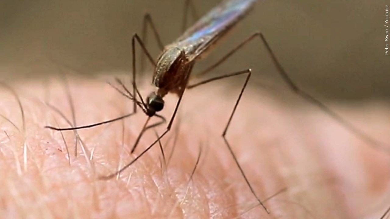 Pennsylvania Reports First Human Cases of West Nile Virus in 2022