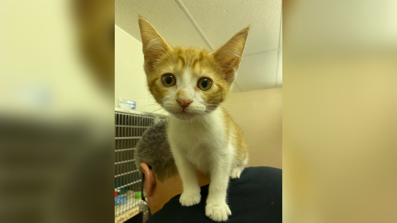 Meet Hank! Our Pet of the Week