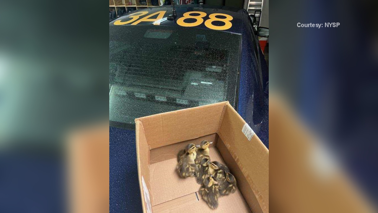 Baby Ducklings Rescued By State Police On Interstate-86 Near Jamestown