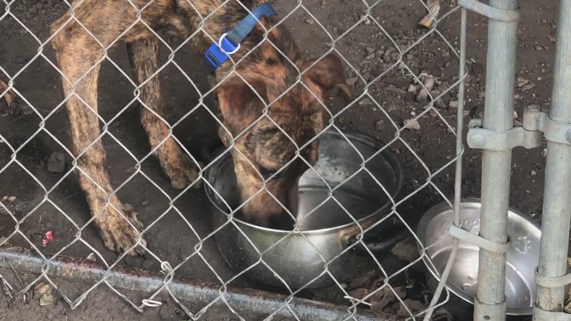 Jamestown Man Accused of Animal Abuse By Neighbors