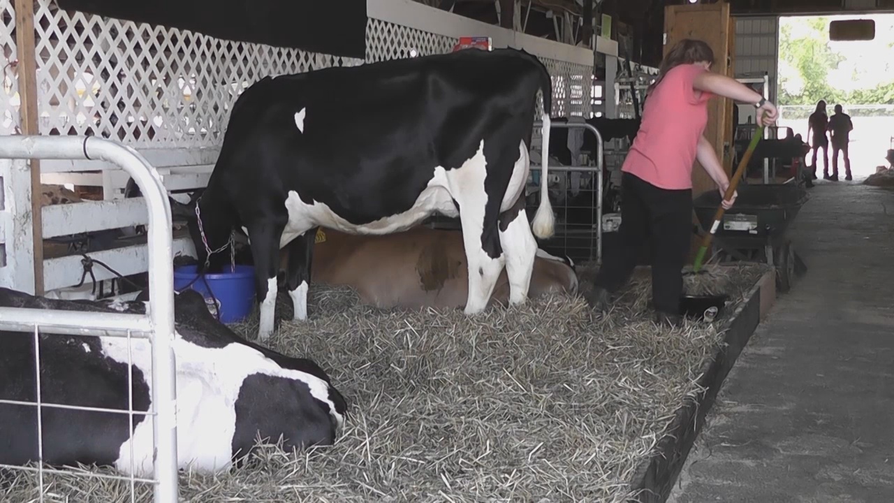 Agriculture Program Brings Skills To Chautauqua County Youth