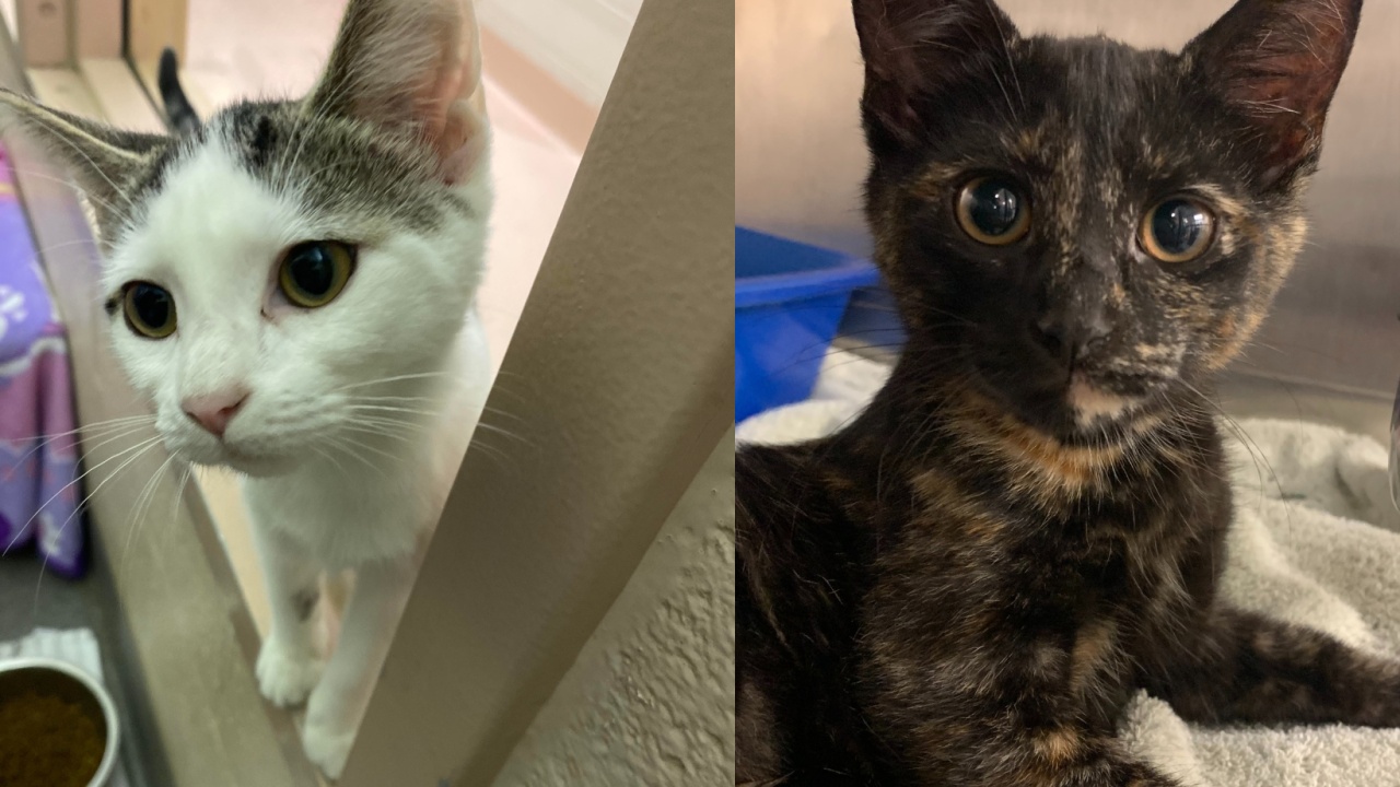 Tootsie and Olah! Our Pets of the Week