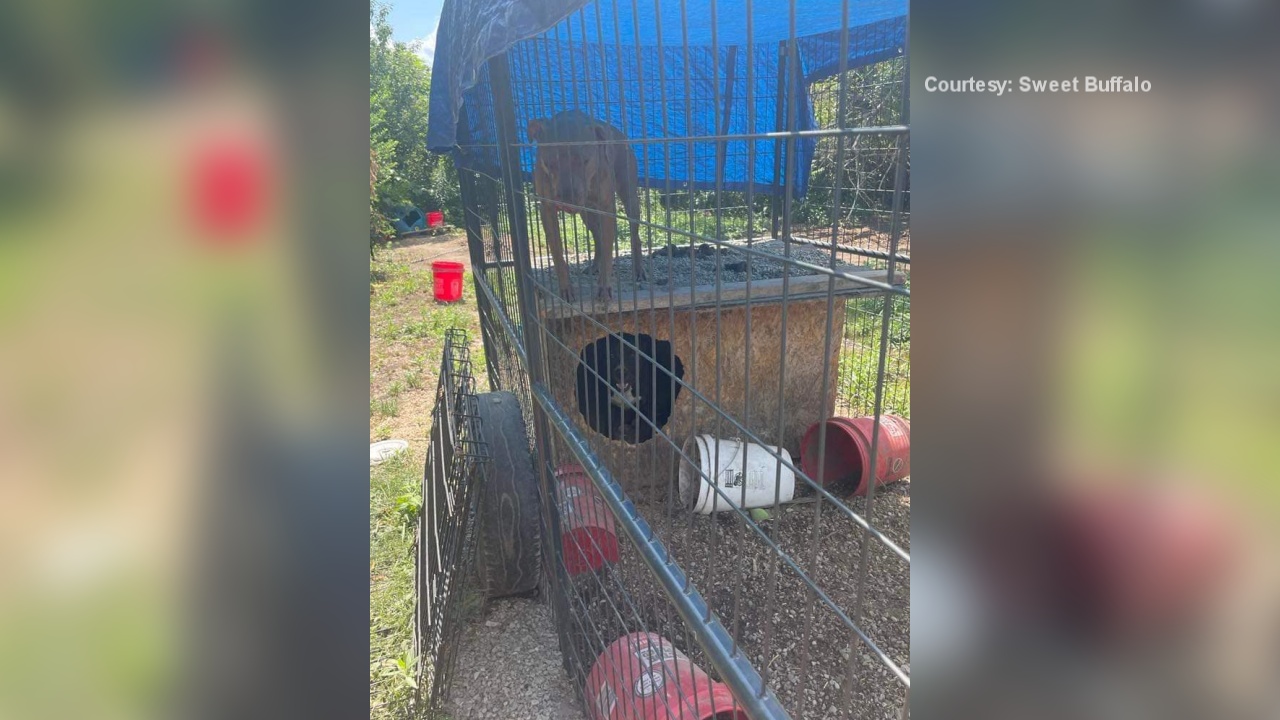 Over A Dozen Dogs Tied Out In Sweltering Heat In Chautauqua County
